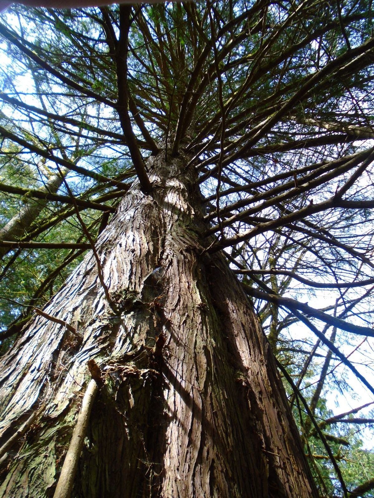 Looking up the trunk of a tall western red cedar