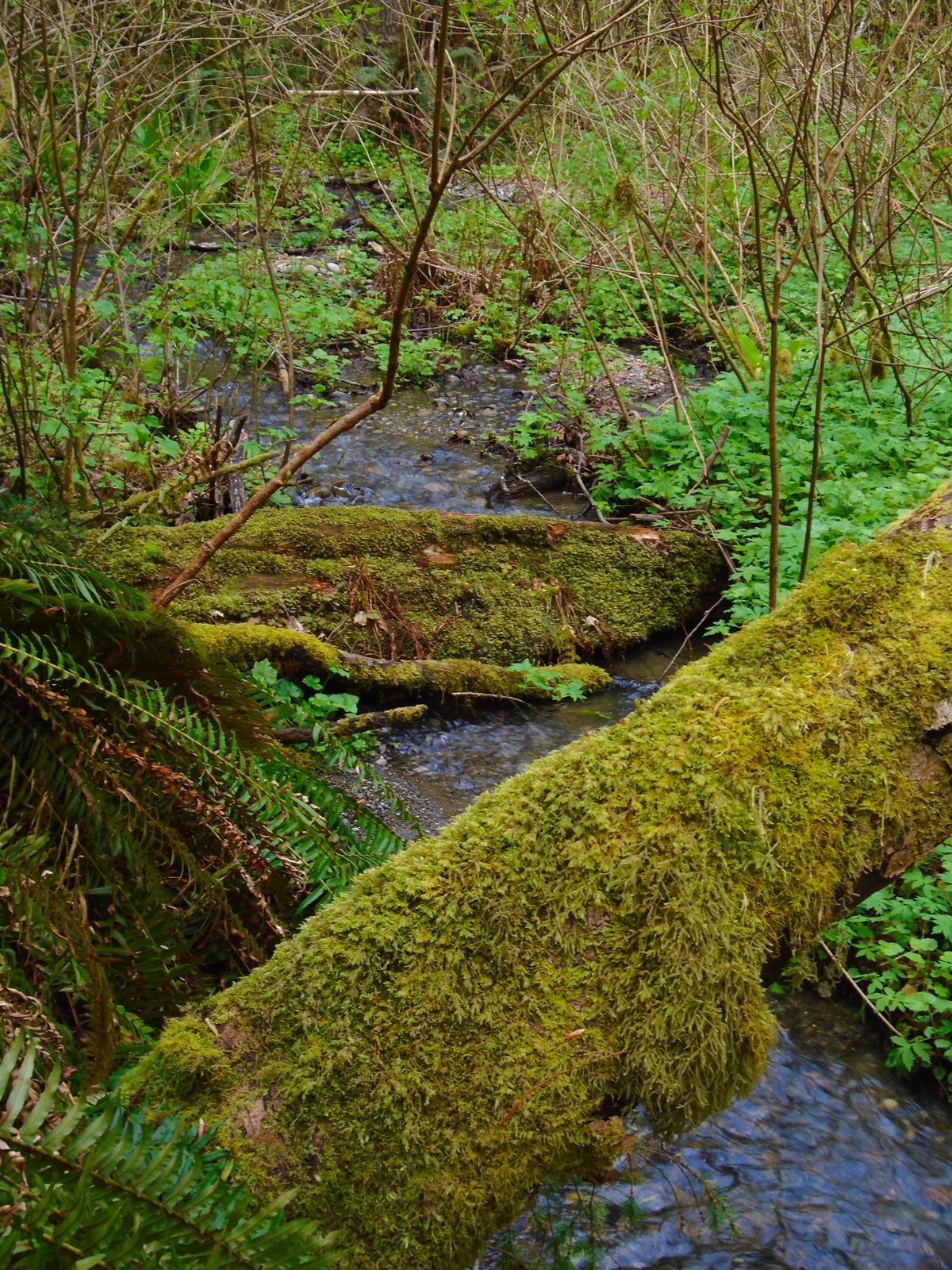 Moss-covered log across the creek