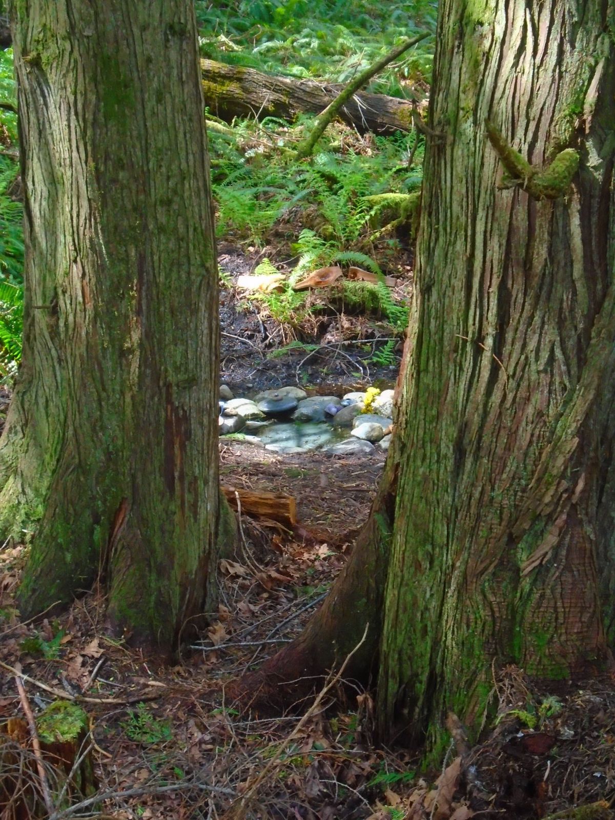 Two cedars framing a spring pool